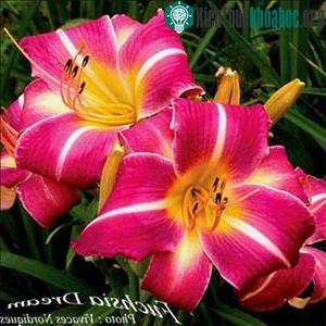 Hoa Fuchsia dream