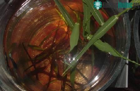 Biết về cá của mình (phần 1) ảnh 0