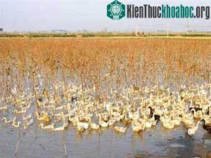 Kỹ thuật nuôi vịt-cá-lúa kết hợp ảnh 0