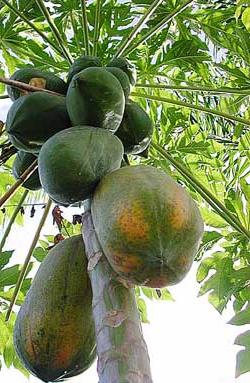 Cây đu đủ