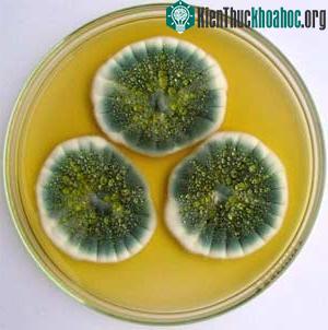 Penicillium chrysogenum