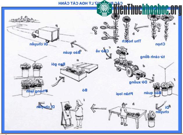 Phương pháp bảo quản hoa tươi lâu sau thu hoạch ảnh 0