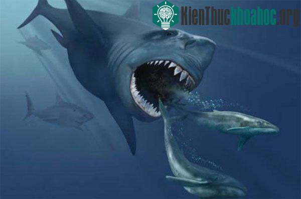 Megalodon, như chúng ta biết, là một quái vật khổng lồ.