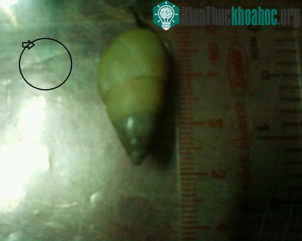 Ốc ngược chiều