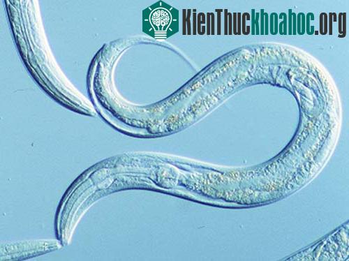 Giun tròn C. elegans