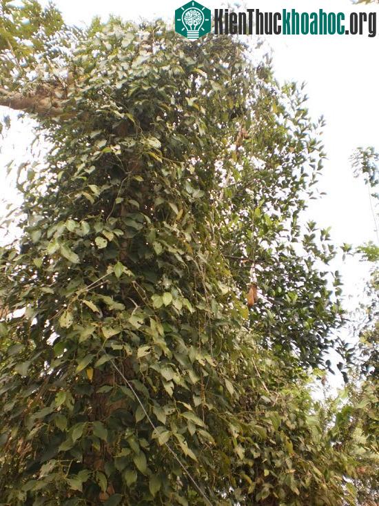 Tạo hoặc chừa nhánh mọc theo phương ngang, rất dễ làm chồi và tạo ánh sáng cho đỉnh nọc.