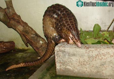 Cứu hộ tê tê ở Vườn quốc gia Cúc Phương ảnh 0