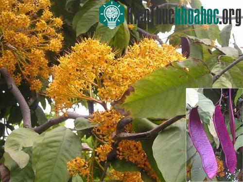 Vườn Quốc gia Phong Nha - Kẻ Bàng nhân giống thành công 5 loài cây quý ảnh 0