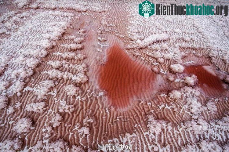 Sững sờ với vẻ đẹp ấn tượng của "sa mạc hồng" ở Trung Quốc