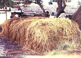 Rơm rạ ở Thái Lan