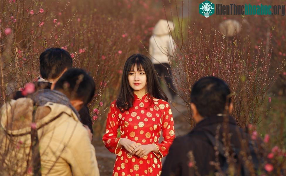 Việt Nam: Một thiếu nữ trong bộ áo dài truyền thống tạo dáng chụp hình bên hoa đào nở rộ