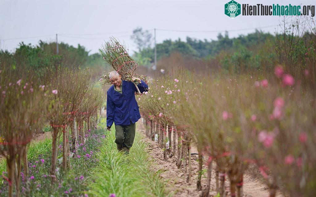 Nhiều cây đào tại làng Nhật Tân (quận Tây Hồ) bắt đầu khoe sắc hồng.