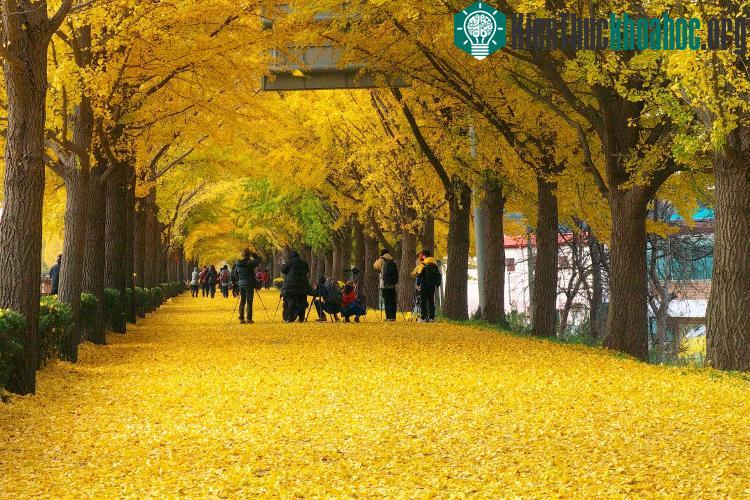 Cuối thu, con đường dẫn vào đền Hyeonchungsa, ngôi đền cổ của vùng Asan, thay một lớp áo vàng.