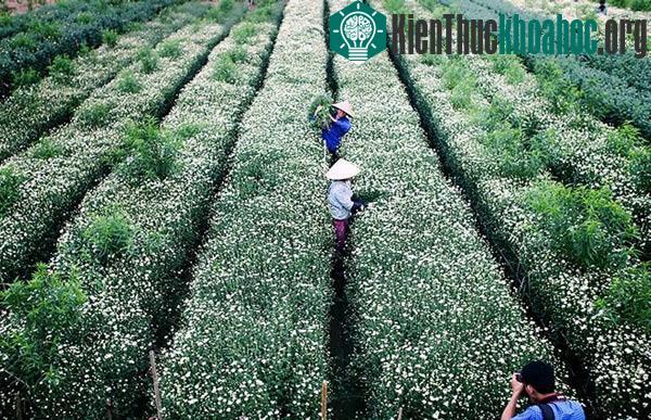 Cánh đồng cúc họa mi đang ngập trong sắc trắng khiến nhiều người thích thú.