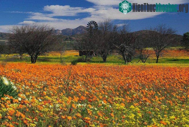 Namaqualand, Nam Phi/ Nambia