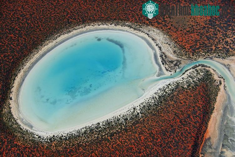 Ảnh chụp đầm phá ở Shark Bay, Australia.