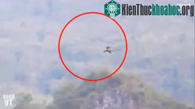 Sinh vật giống rồng trong đoạn video. (Ảnh chụp clip).