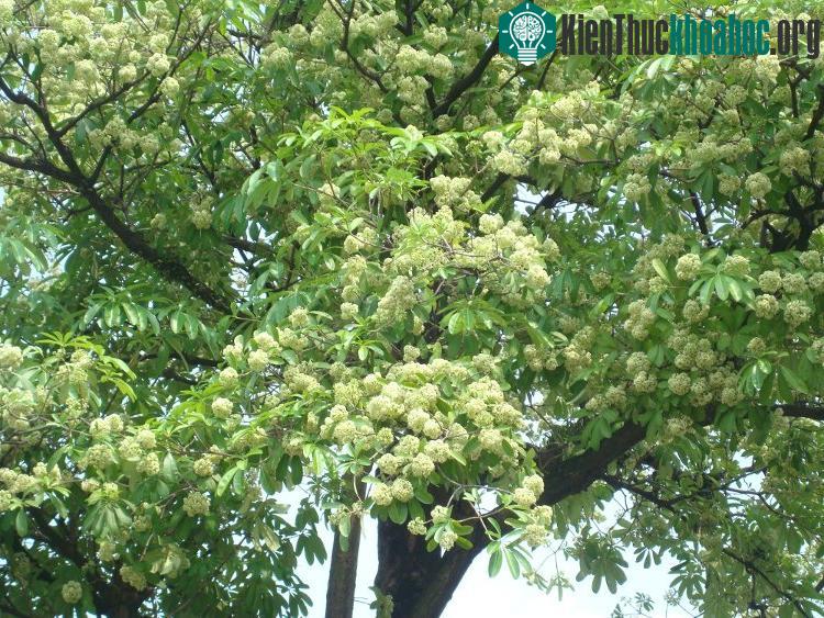 Dưới tiết trời se se lạnh của mùa thu, Hà Nội trở nên dịu dàng và lãng mạn với hương hoa sữa thoang thoảng theo gió, nhè nhẹ lan tỏa vào tiềm thức mỗi người.