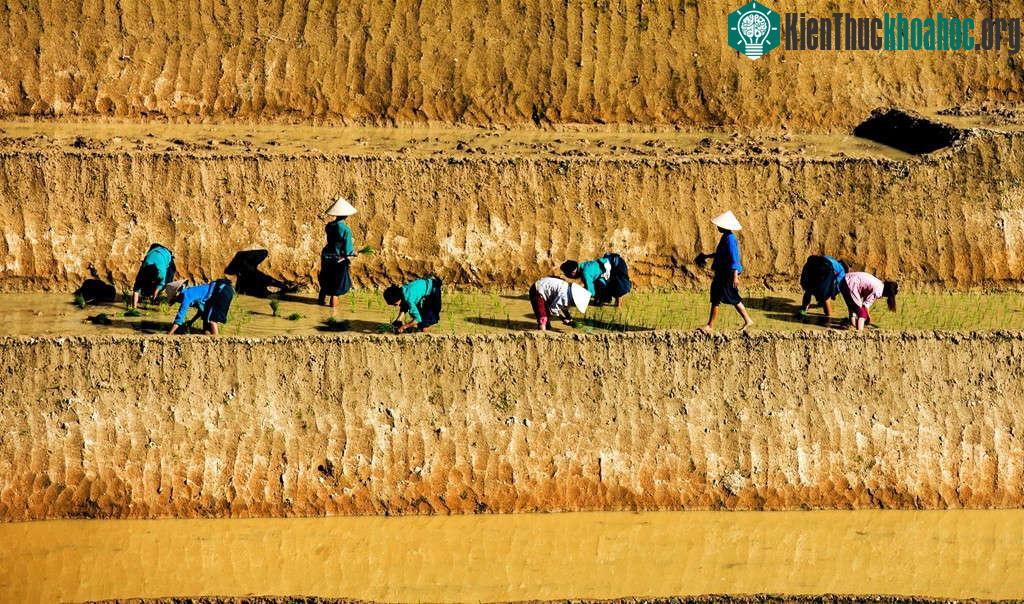 Khác với Mù Cang Chải hay Y Tý, ruộng bậc thang ở Hoàng Su Phì (Hà Giang) dường như có độ cao hơn, dốc hơn, chênh vênh hơn hẳn. Chính điều này làm cho cảnh sắc càng thêm hùng vĩ. Những bờ ruộng cao...