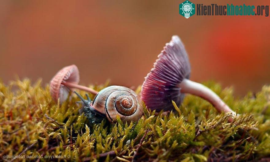 Qua loạt ảnh của Katarzyna Załużna, ốc sên và bè bạn đã được phiêu lưu tới thế giới cổ tích kỳ lạ.