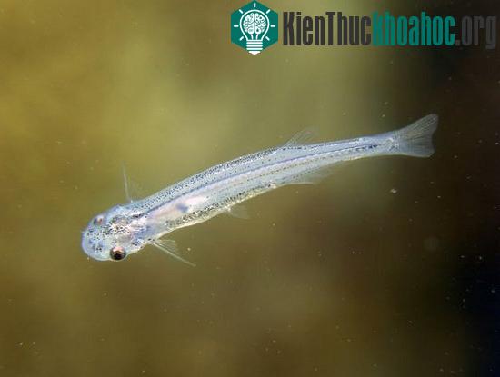 Candiru