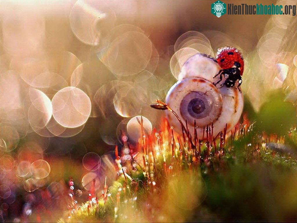 Thế giới côn trùng lung linh huyền ảo ảnh 0