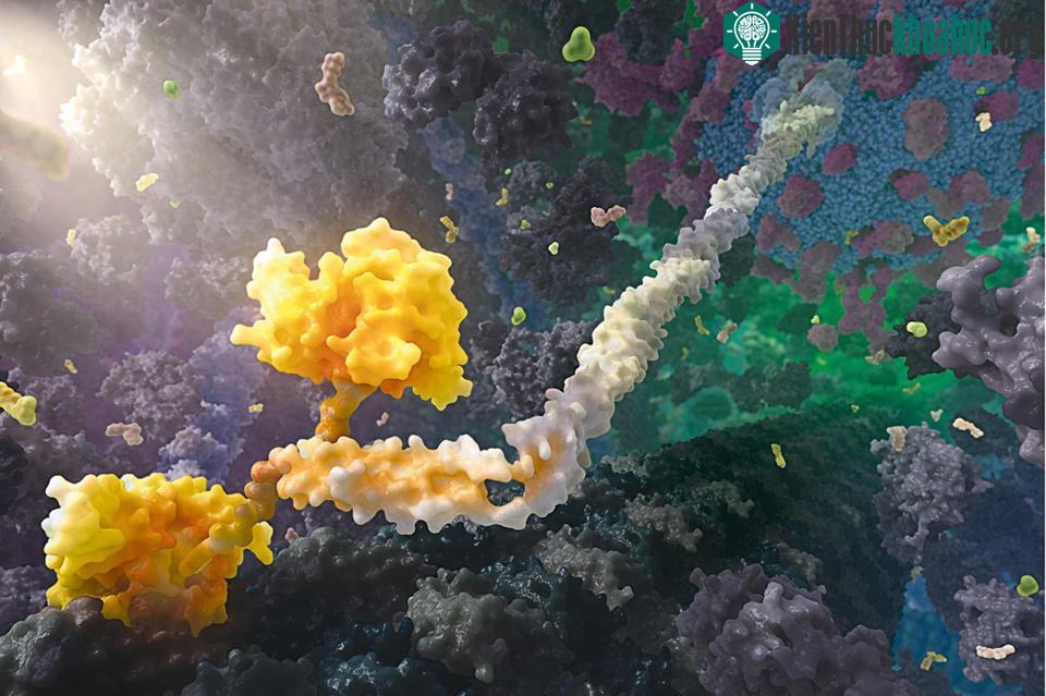 Đối tượng màu vàng trong hình là một loại protein có tên là Kinesin. Chúng là dạng protein quan trọng và có khả năng di chuyển trong cơ thể người.