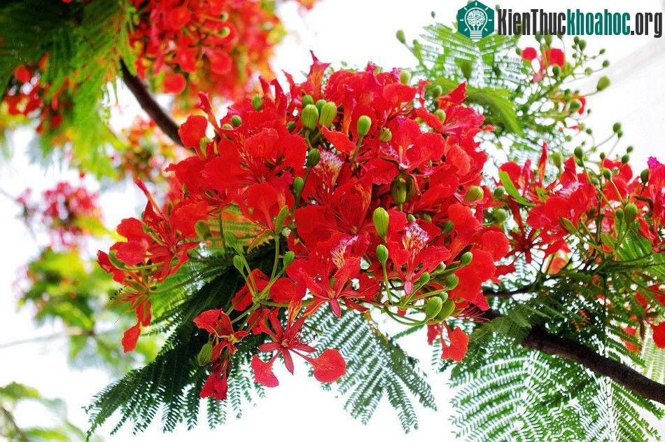 Hình ảnh hoa phượng vĩ tươi thắm gợi nhớ tuổi học trò đầy mơ mộng ảnh 0