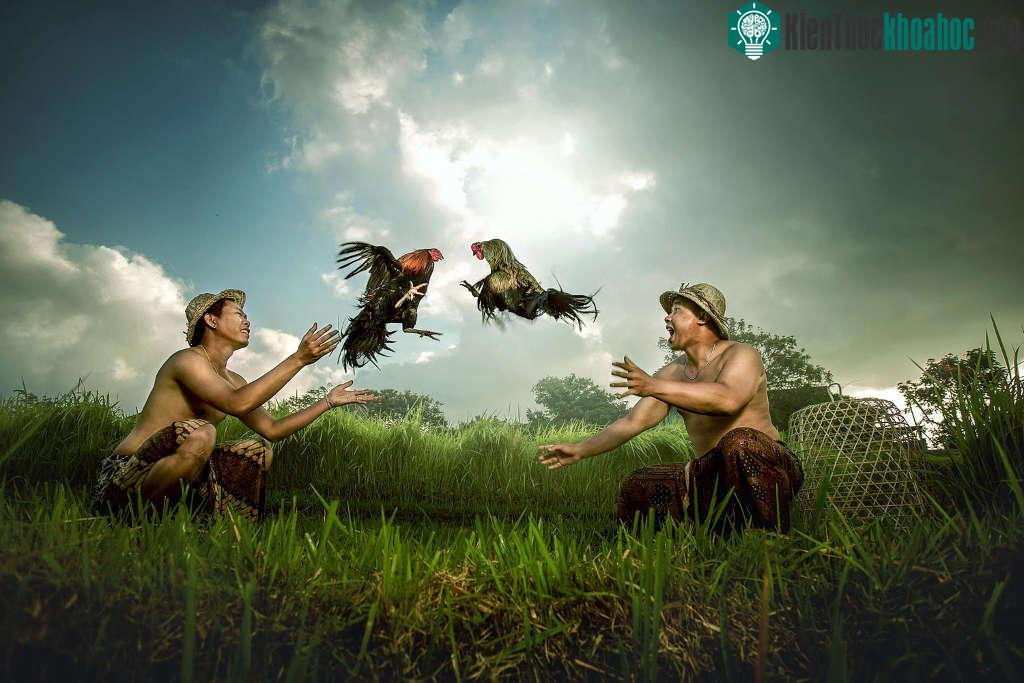 Nhìn vào những bức ảnh này, người xem sẽ không khỏi lầm tưởng chúng được chụp tại vùng nông thôn Việt Nam với hình ảnh đồng ruộng hết sức quen thuộc...