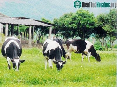Công nghệ nuôi bò sữa: Cần đồng cỏ và nước sạch! ảnh 1