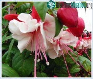 Fuchsia (Ảnh: allspirit)