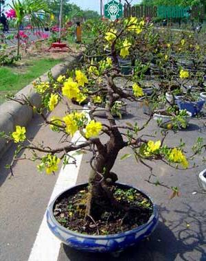 Những chậu mai được bầy bán trong dịp Tết