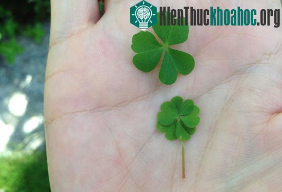 Phát hiện cỏ 5 lá đảo Phú Quốc ảnh 1