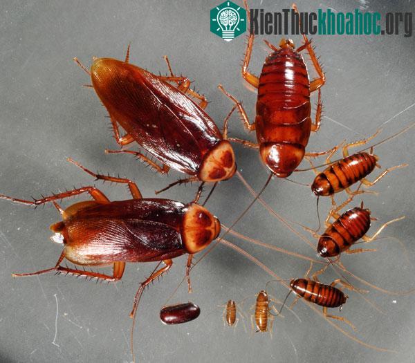 Gián nhà thường sống chung với người và gây hại cho con người