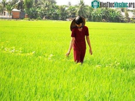 Bà Huỳnh Thị Bảy - hội viên phụ nữ ấp 5, xã Tân Bình thăm ruộng lúa áp dụng mô hình