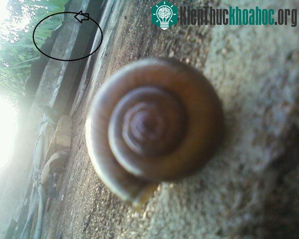 Đây là hình ảnh về con ốc khác nhưng có chiều xoắn bình thường, các bạn có thể so sánh về chiều của hai con ốc