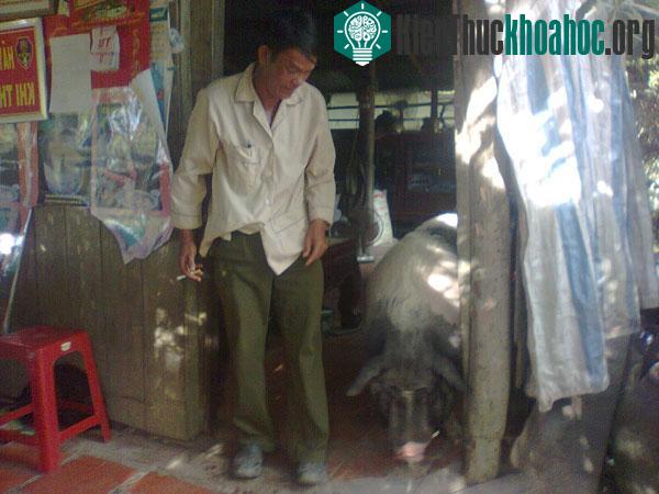 Con heo Mọi bên cạnh ông Nguyễn Văn Mạo