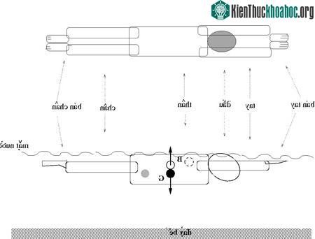 Phương pháp để nổi trên nước lâu không cần cử động ảnh 1
