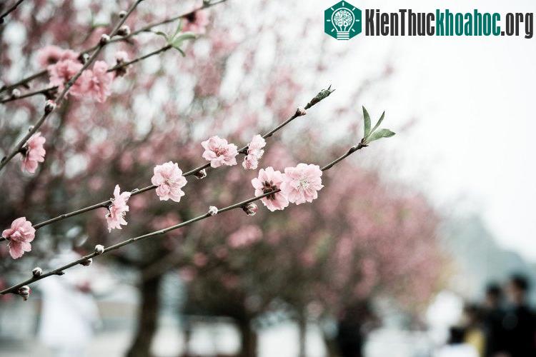 Sắc đào Tết Hà Nội.