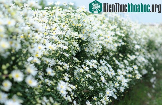 Cúc họa mi báo hiệu mùa đông trên phố Hà Nội