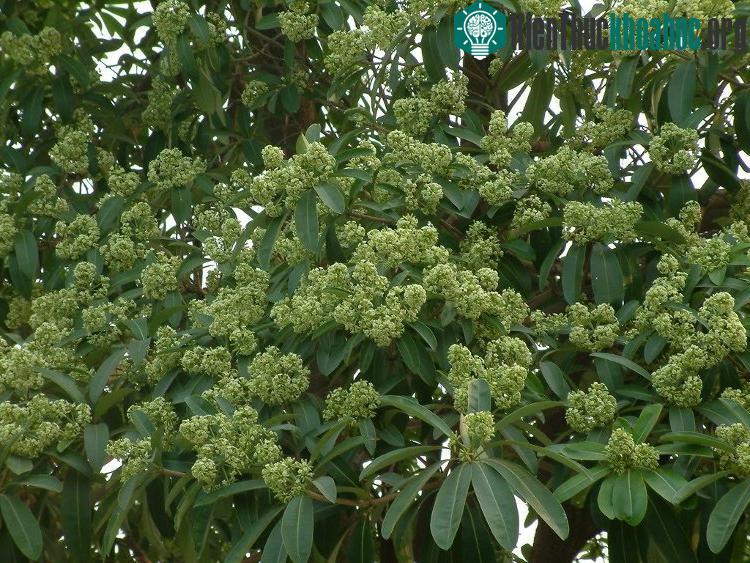 Tận hưởng hương hoa sữa dường như đã thành niềm say mê của nhiều người yêu Hà Nội.