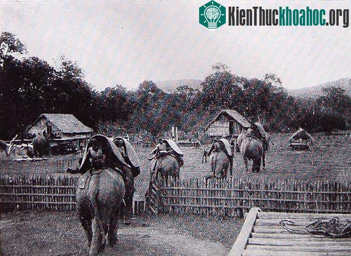 Đoàn voi rời bản để bắt đầu chuyến săn voi ở Tây Nguyên.