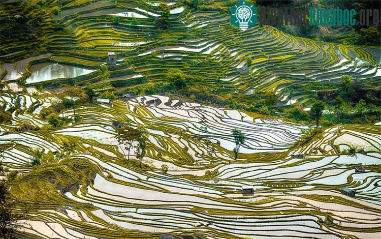 Ruộng bậc thang là cảnh quan văn hóa vô cùng ngoạn mục tại các sườn núi dốc của Ai Lao Sơn cao chót vót và của vực sâu hiểm trở bên sông Hồng.
