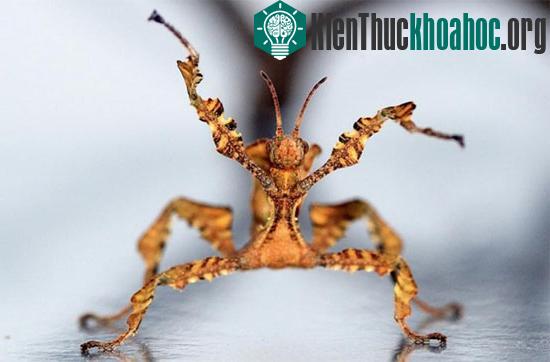 Động vật que gai khổng lồ