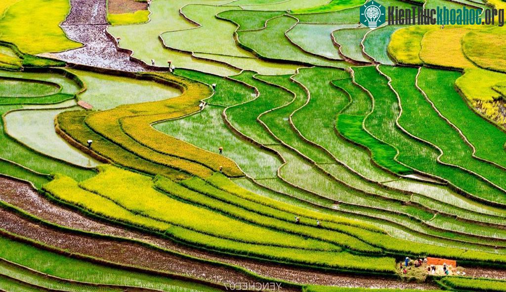 Ở xã Tú Lệ (huyện Văn Chấni) và xã Cao Phạ (huyện Mù Cang Chải, Yên Bái), bà con cấy 2 vụ lúa trong năm. Thời điểm này, Tú Lệ và trên cả thung lũng Cao Phạ hiện lên với rất nhiều màu sắc của cả đổ ...