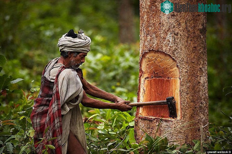 Họ sống phụ thuộc vào môi trường xung quanh do không nuôi trồng.