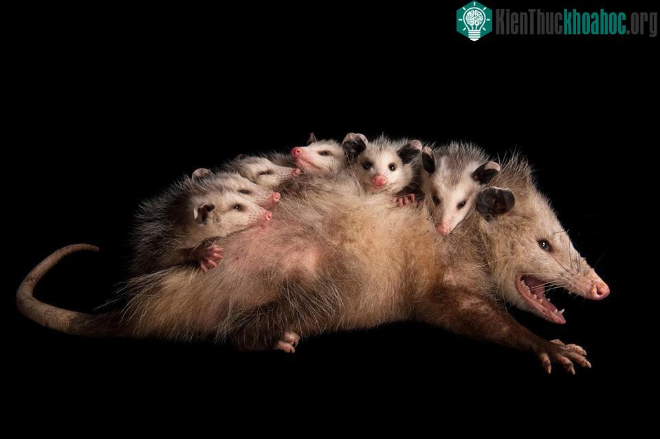 Group Photo - một con thú túi Virginia (Didelphis virginiana) đang âu yếm với những đứa con trên lưng. Giống như gấu koala, những con thú túi này cũng cưỡi trên lưng mẹ chúng cho tới khi chúng lớn ...