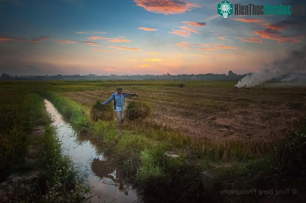 Khi vụ mùa về, lúa chín rực trải dài lên khắp các cánh đồng quê. Người nông dân đội nắng gió oi bức của ngày hè, thu về thành quả của gần 3 tháng lao động.