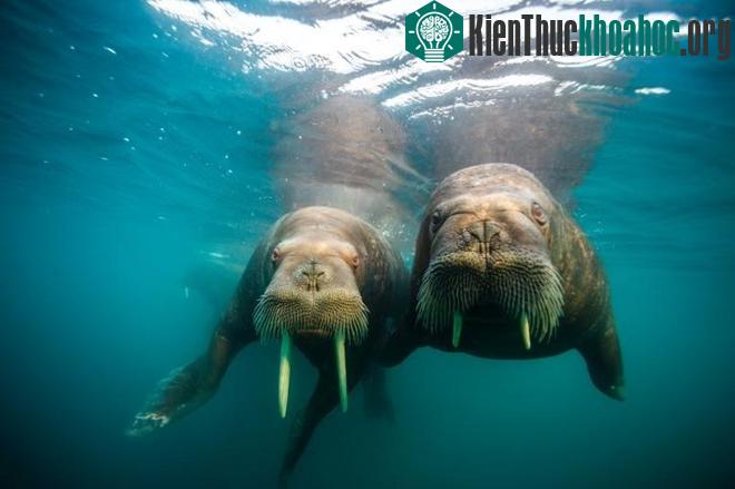 Những chú hải mã tò mò tiếp cận một tàu thám hiểm trên đường ra đảo Hooker ở Franz Josef, Áo. Trong suốt mùa hè, khi lớp băng biển tan, những con hải mã lại tụ tập trên bờ biển ở đây. (Ảnh: NatGeo).