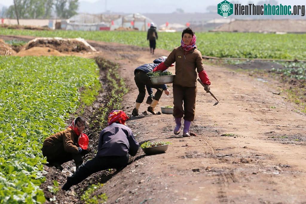 Phần lớn các hoạt động sản xuất lương thực của Triều Tiên đều dựa vào sức lao động của con người. Các lệnh trừng phạt của Liên Hợp Quốc nhằm vào chương trình tên lửa và hạt nhân của Triều Tiên khiế...